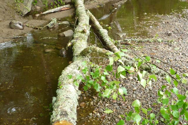 Trees at Linn of Tummel were cut down trees to burn on campfires