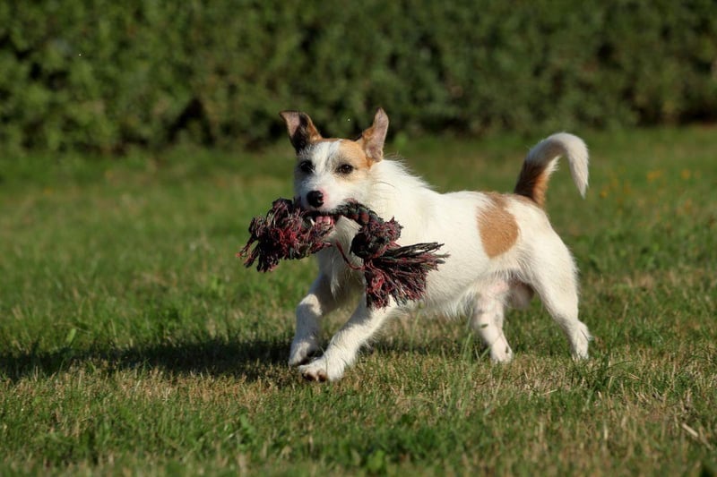 It's not just large dog breeds who need lots of exercise - the Jack Russell Terrier may have short legs but they love long walks and hikes. And if they haven't had a long enough walk they'll certainly let you know about it.