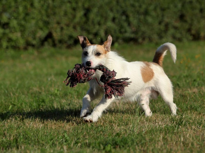 It's not just large dog breeds who need lots of exercise - the Jack Russell Terrier may have short legs but they love long walks and hikes. And if they haven't had a long enough walk they'll certainly let you know about it.