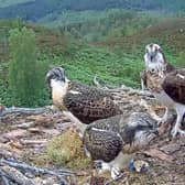 Loch Arkaig 'celebrity' ospreys Louis and Aila and their chicks Mallie and Rannoch have had their names etched on special chips inside Nasa's Perseverance rover, making the birds the first of their kind to land on Mars when the mission touched down on the red planet earlier this month