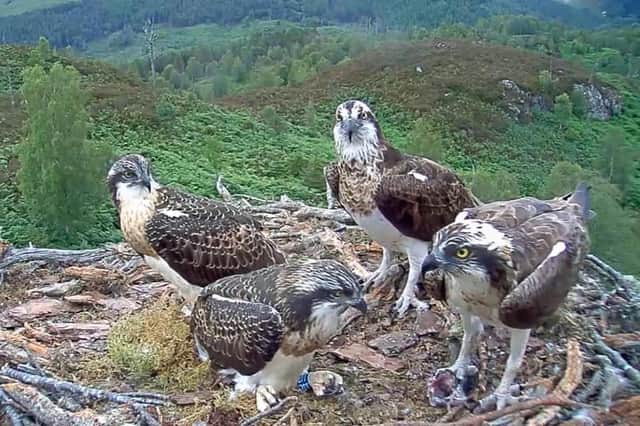 Loch Arkaig 'celebrity' ospreys Louis and Aila and their chicks Mallie and Rannoch have had their names etched on special chips inside Nasa's Perseverance rover, making the birds the first of their kind to land on Mars when the mission touched down on the red planet earlier this month