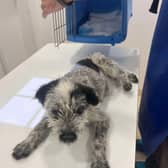 Alice at the vets