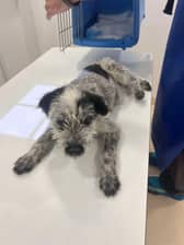 Alice at the vets