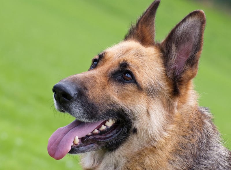 Whether it's sniffing out bombs for the army or controlling crowds for the police, German Shepherds are the bravest of all the dog breeds. As a family pet they will happily put their life on the line to keep you safe.