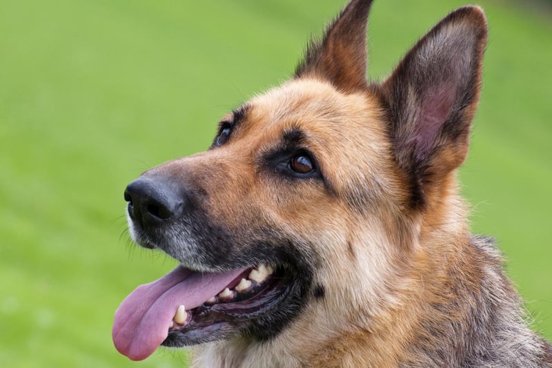Whether it's sniffing out bombs for the army or controlling crowds for the police, German Shepherds are the bravest of all the dog breeds. As a family pet they will happily put their life on the line to keep you safe.