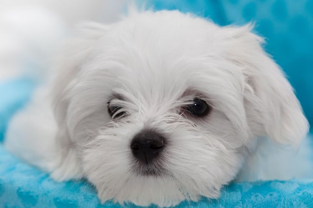 Much loved by royalty over the years, both Mary Queen of Scots and Queen Elizabeth I had Maltese dogs. They are also popular with commoners, with 1,050 new puppies registered in 2021.