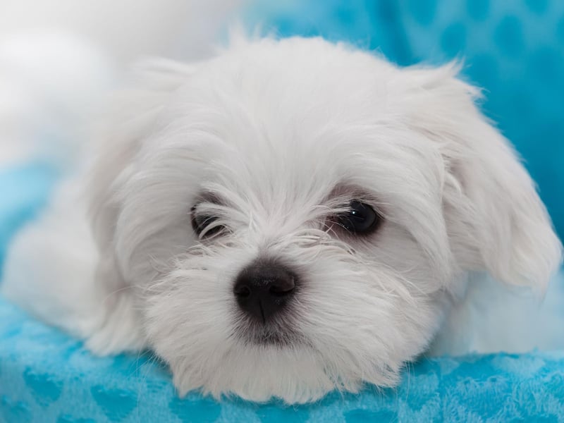 Much loved by royalty over the years, both Mary Queen of Scots and Queen Elizabeth I had Maltese dogs. They are also popular with commoners, with 1,050 new puppies registered in 2021.
