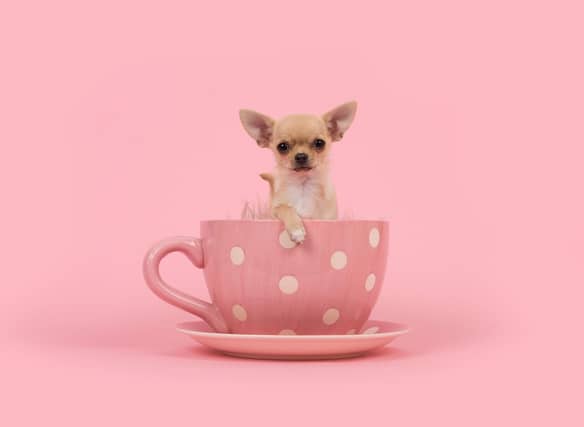 These are the world's tiniest breeds of dog.