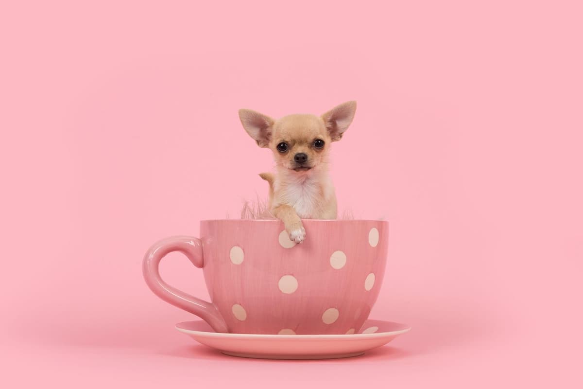 WALTHAMSTOW: Cheeky Chihuahua 'one of smallest dogs in world