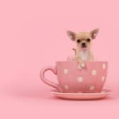 These are the world's tiniest breeds of dog.