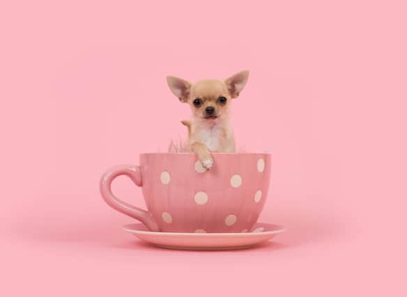 These are the world's tiniest breeds of dog.