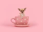 These are the world's tiniest breeds of dog.