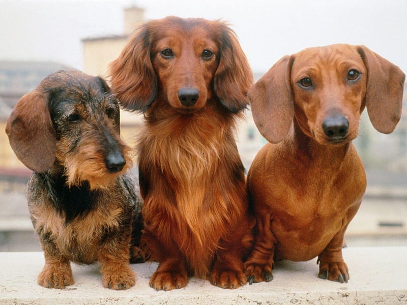 Digby was famously the biggest dog in the world, but it's still a top name for owners of tiny sausage dogs.