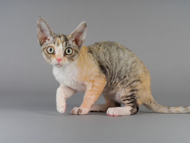 The Devon Rex is a fairly new breed of cat found in the 1960s. Sometimes called the Pixiecat, it has dog like traits and has become one of the world's most popular breeds.