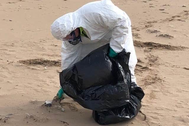 The council's Landscape Services staff are continuing to remove dead seabirds suspected of carrying Avian Influenza from our shorelines.