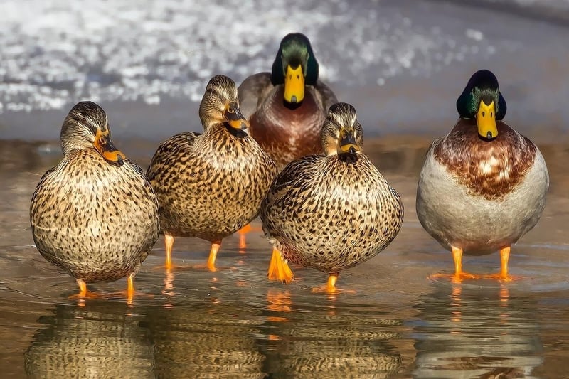 A common greeting around these parts, in which 'ay-up' means 'hello' and 'duck' is a term of endearment.