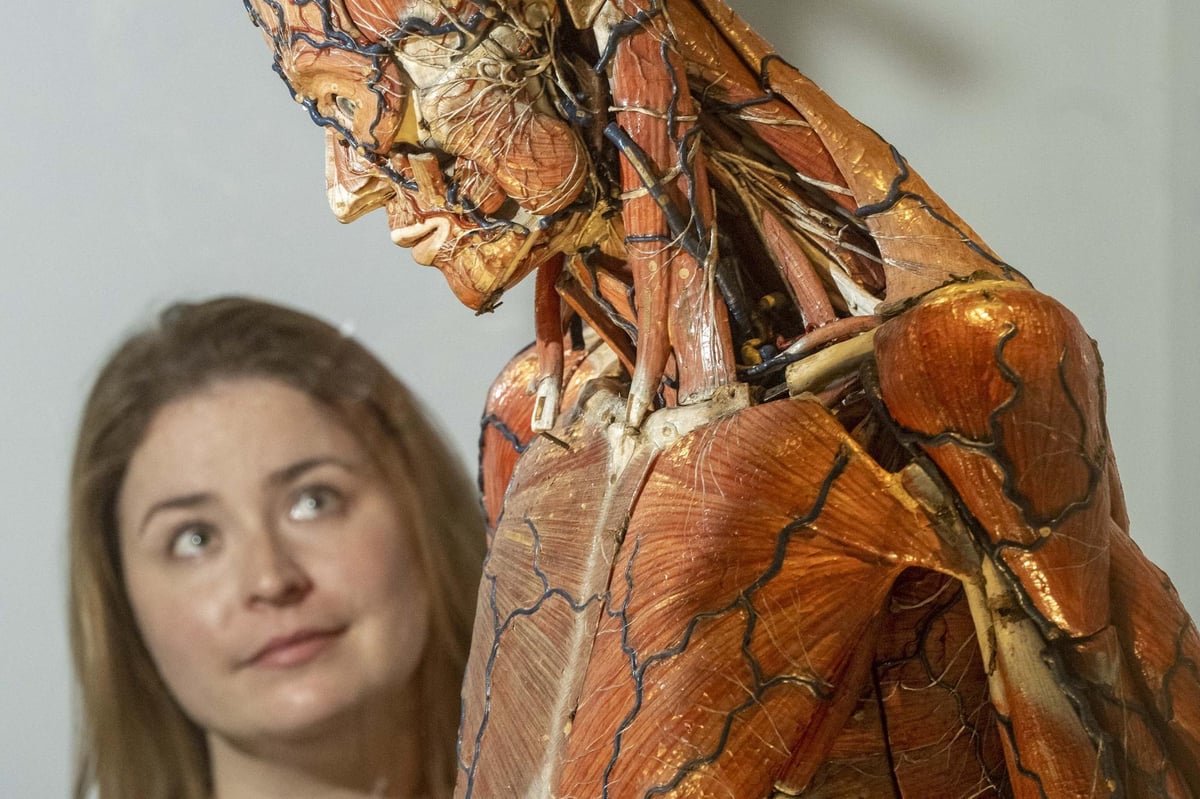 Les dessins de Léonard de Vinci sont exposés à Édimbourg tandis que l’exposition explore l’histoire de l’anatomie