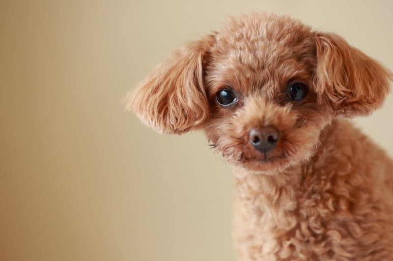 Dogs don't get much more intelligent than the Poodle and they are very adaptable to new places and situations. Any nervousness on their first pub visit will soon disappear and before you know it they'll be looking forward to popping in with you.