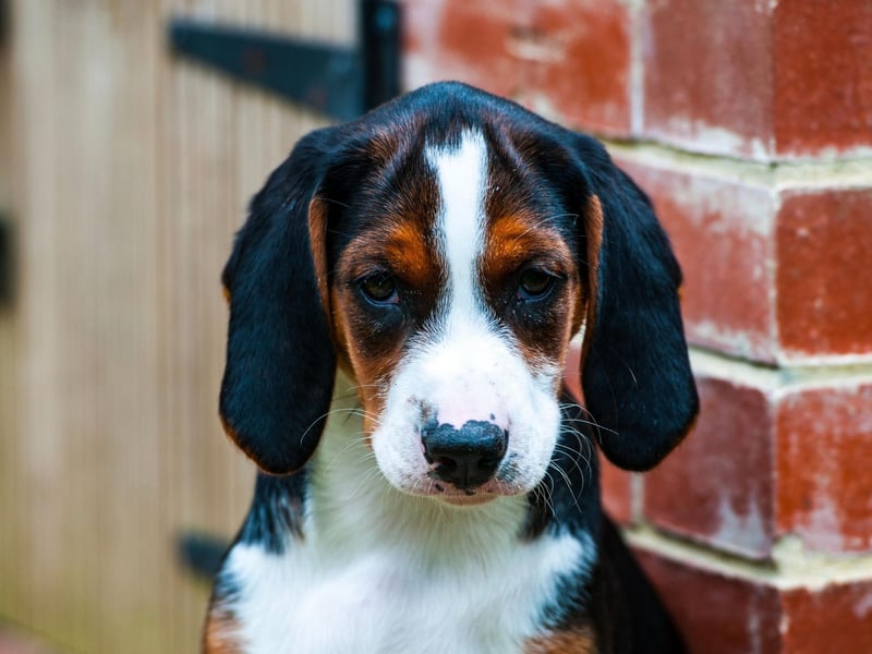 Developed in Sweden as a hunting dog by the founder of the Swedish Kennel Club, the Hamiltonstovare didn't have a single registration last year. It's seemingly having a resurgence though - 10 have been registered so far this year.