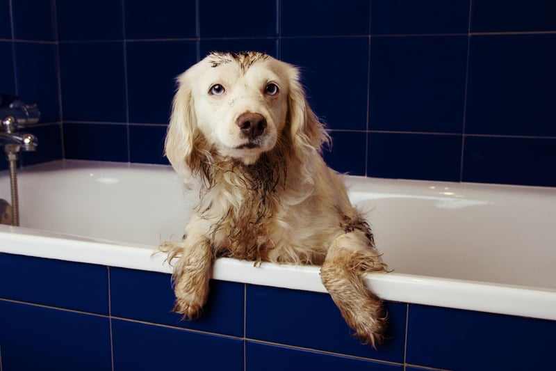 Make sure all cleaning products have been thoroughly rinsed out, if they are left on the collar they can cause irritation to the skin.