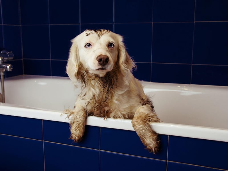 Make sure all cleaning products have been thoroughly rinsed out, if they are left on the collar they can cause irritation to the skin.