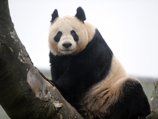 Giant Panda Tian Tian in her enclosure at Edinburgh Zoo.