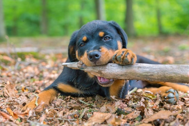 The Rottweiler's jaws are capable of delivering a bite of up to 328 psi. They are generally a calm and gentle breed, but are best suited to more experienced owners.