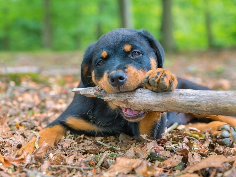 The Rottweiler's jaws are capable of delivering a bite of up to 328 psi. They are generally a calm and gentle breed, but are best suited to more experienced owners.
