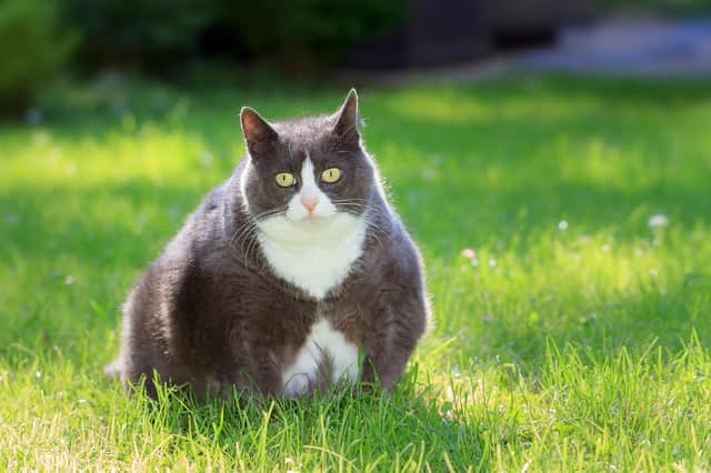 Cats are single-minded, cunning and simply untrainable