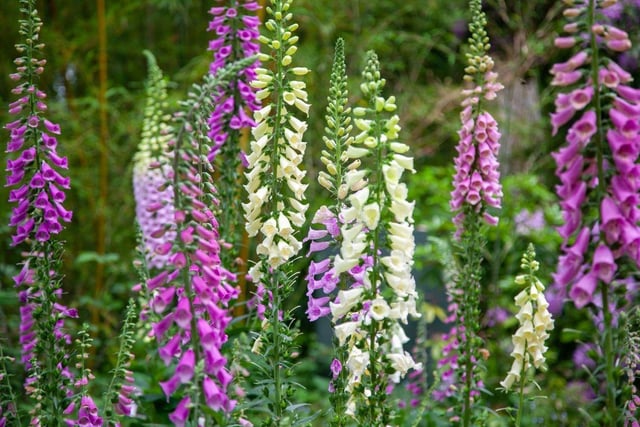 Foxglove Digitalis have tall flower spikes with pretty purple, pink and white flowers. Many are ‘biennials’ which means they germinate in year one, form a rosette of leaves and then flower and die in year two. Don’t be alarmed though - you can scatter the thousands of tiny seeds that are left.
