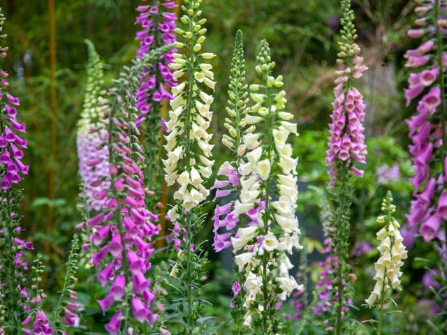 Foxglove Digitalis have tall flower spikes with pretty purple, pink and white flowers. Many are ‘biennials’ which means they germinate in year one, form a rosette of leaves and then flower and die in year two. Don’t be alarmed though - you can scatter the thousands of tiny seeds that are left.