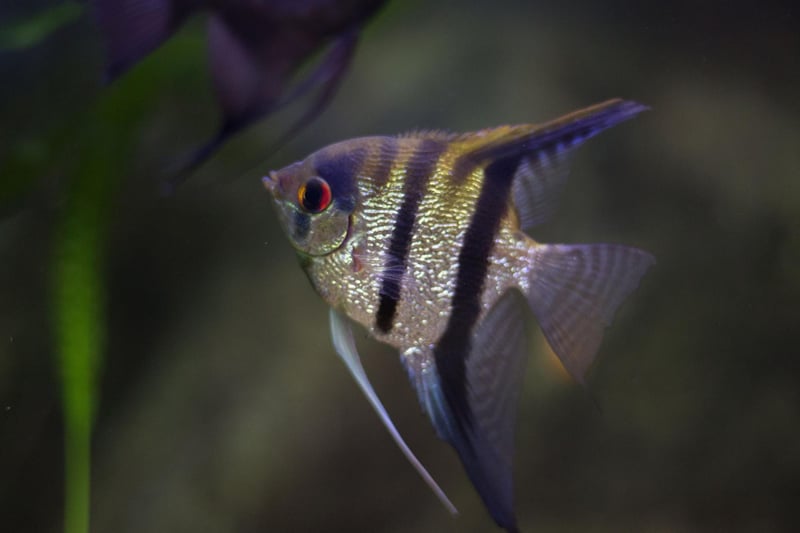There are a three different species of Angelfish, all of which originate from the Amazon and Orinoco Basins of South America. Popular due to their instantly-recognisable shape and elegant markings, they shouldn't be kept with smaller fish like Tetras and Guppies as they can be very aggressive towards other species.