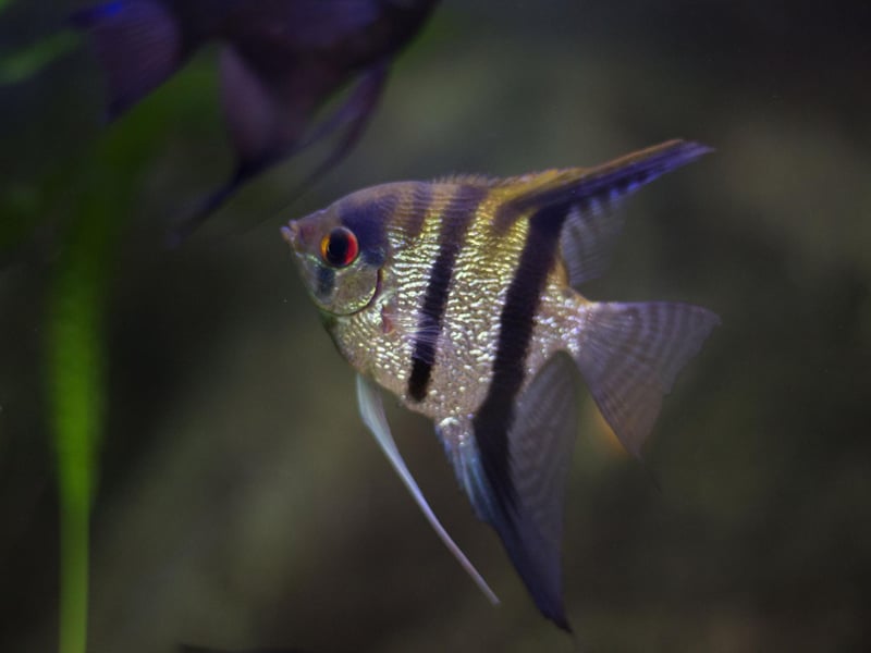 There are a three different species of Angelfish, all of which originate from the Amazon and Orinoco Basins of South America. Popular due to their instantly-recognisable shape and elegant markings, they shouldn't be kept with smaller fish like Tetras and Guppies as they can be very aggressive towards other species.
