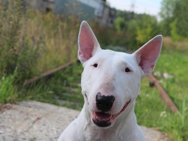 The Bull Terrier is another dog with 'distinctive' features. Fans of the breed love their bullet-shaped head and constant grin.