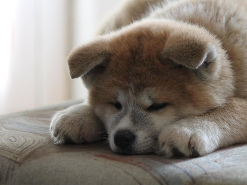 The Second World War nearly wiped out the Akita, as tough rationing in Japan meant that owners found it hard to feed and look after larger dogs. Meanwhile the authorities cleared streets of the majority of dogs, with the exception of German Shepherds who were considered useful to the war effort. Luckily devoted breeders hid Akitas in remote villages and the bloodline was maintained.
