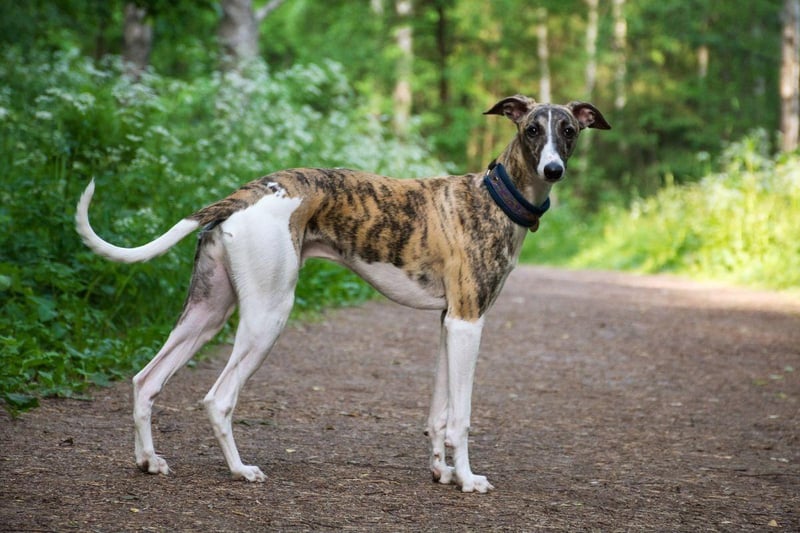 The speedy Greyhound is another breed that grows 225 per cent between being eight weeks old and one year old.