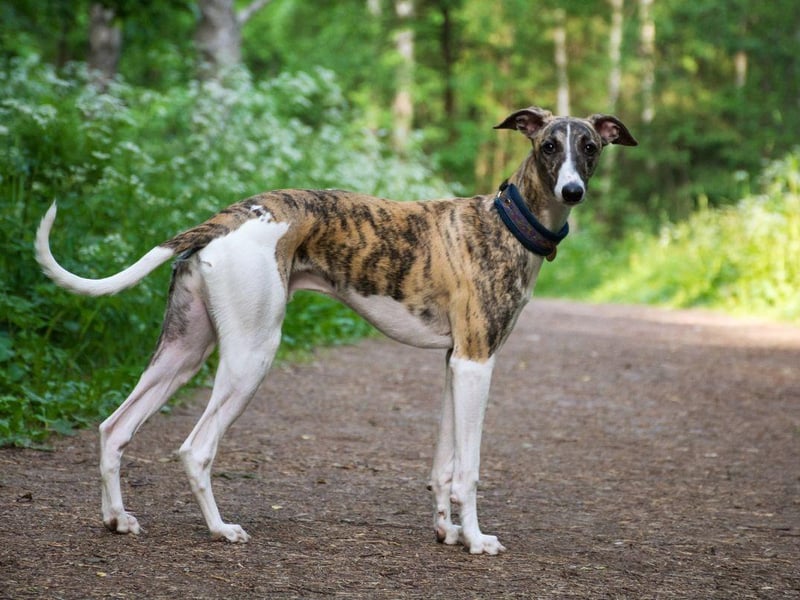 The speedy Greyhound is another breed that grows 225 per cent between being eight weeks old and one year old.