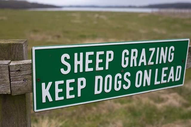 The cost of dog attacks on livestock has more than doubled in the last year, according to a new report (pic: supplied)