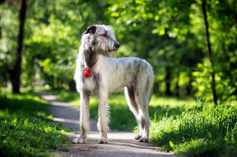 One of the largest breeds of dog in the world (second only to the Great Dane) the Irish Wolfhound was developed in the late 19th century by Captain George Augustus Graham. His aim was to recreate the extinct wolfhounds of Ireland, which were used to hunt of wolves.