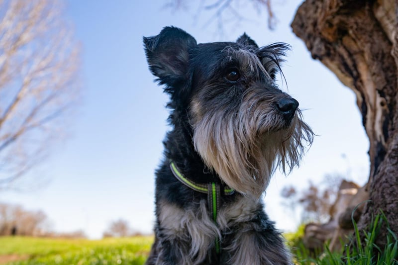 Archie takes the final podium place for Miniature Schnauzer names. It's a Scottish name - short for Archibald - and means 'bold' or 'brave'.