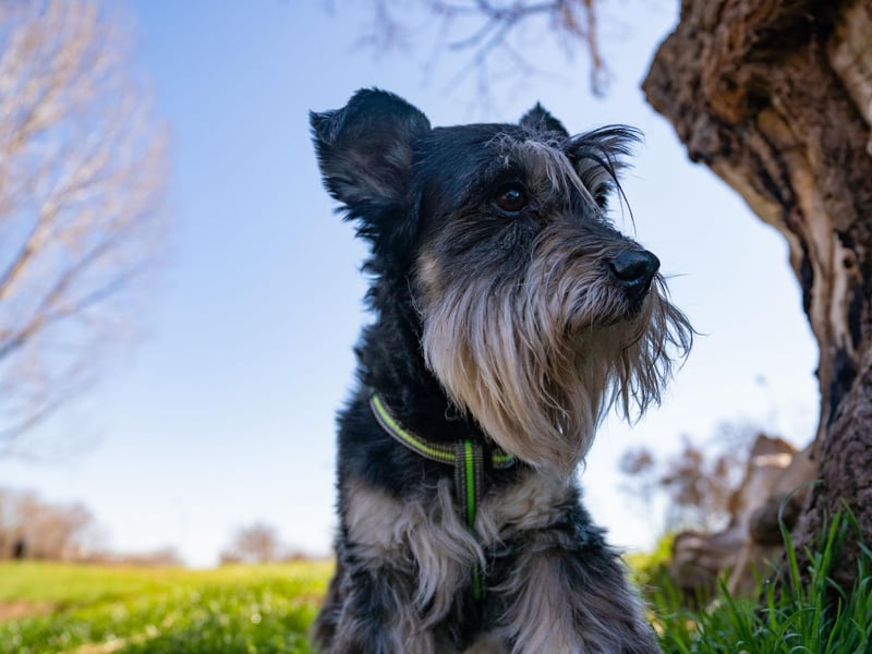 Archie takes the final podium place for Miniature Schnauzer names. It's a Scottish name - short for Archibald - and means 'bold' or 'brave'.