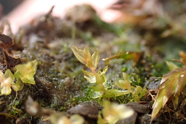 Critically endangered moss - the round-leaved bryum - has been found near Edinburgh (pic: Joan McNaughton)