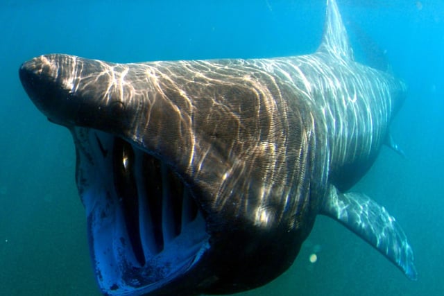 The basking shark grows to up to eight metres in length, making them the second largest fish in the world (after the whale shark). In July these gentle giants arrive in the seas of the west coast in Scotland in large numbers to feed on plankton and are often seen in remarkably shallow water near the coastline. For the best chance of seeing - and even swimming - with these magnificent creatures, join one of the organised tours leaving from the likes of Mull, Skye, Coll, Lewis, Tiree and Arran.