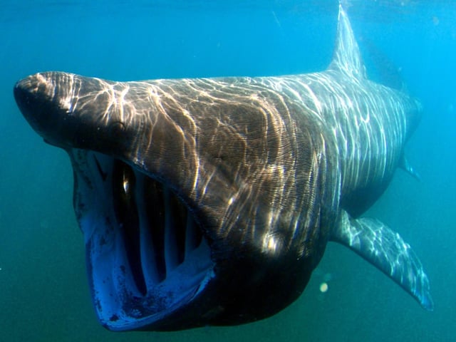 The basking shark grows to up to eight metres in length, making them the second largest fish in the world (after the whale shark). In July these gentle giants arrive in the seas of the west coast in Scotland in large numbers to feed on plankton and are often seen in remarkably shallow water near the coastline. For the best chance of seeing - and even swimming - with these magnificent creatures, join one of the organised tours leaving from the likes of Mull, Skye, Coll, Lewis, Tiree and Arran.