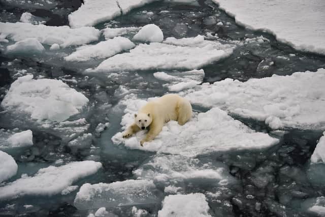 Rising temperatures in the Arctic are a serious problem for polar bears (Picture: Ekaterina Anisimova/AFP via Getty Images)