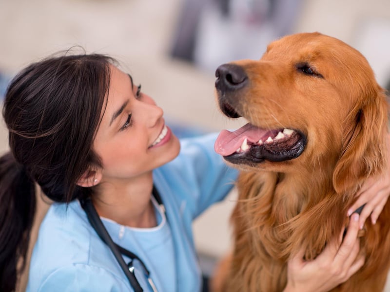 While some dogs are naturally fussy eaters, if your greedy Labrador is turning its snout up at its dinner for more than a couple of days then attention is required. It might be as simple as a sore tooth, but can also be a sign of more serious problems.