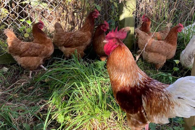 The Scottish SPCA believe that the influx of unwanted and abandoned poultry in the region is largely due to a lack of understanding about breeding and care