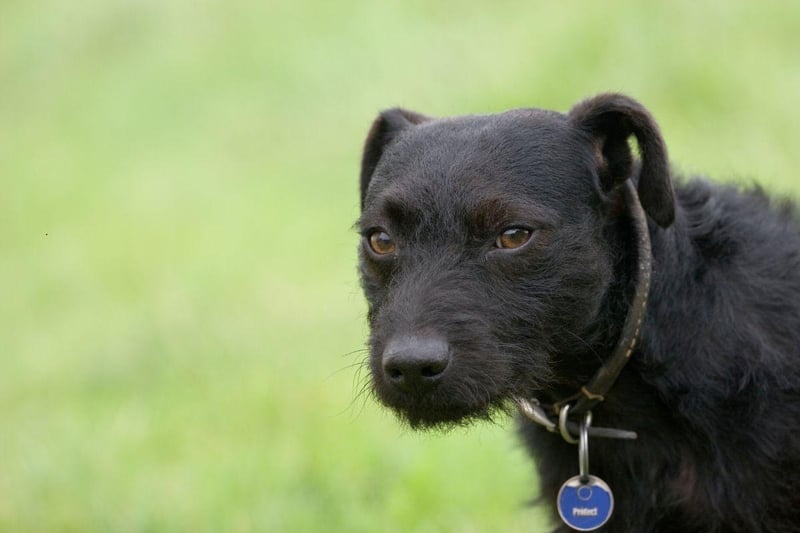 Another terrier takes second spot for most affordable pups. The low maintenance Patterdale Terrier tends to cost around £900-£1,200.