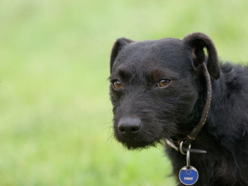 Another terrier takes second spot for most affordable pups. The low maintenance Patterdale Terrier tends to cost around £900-£1,200.