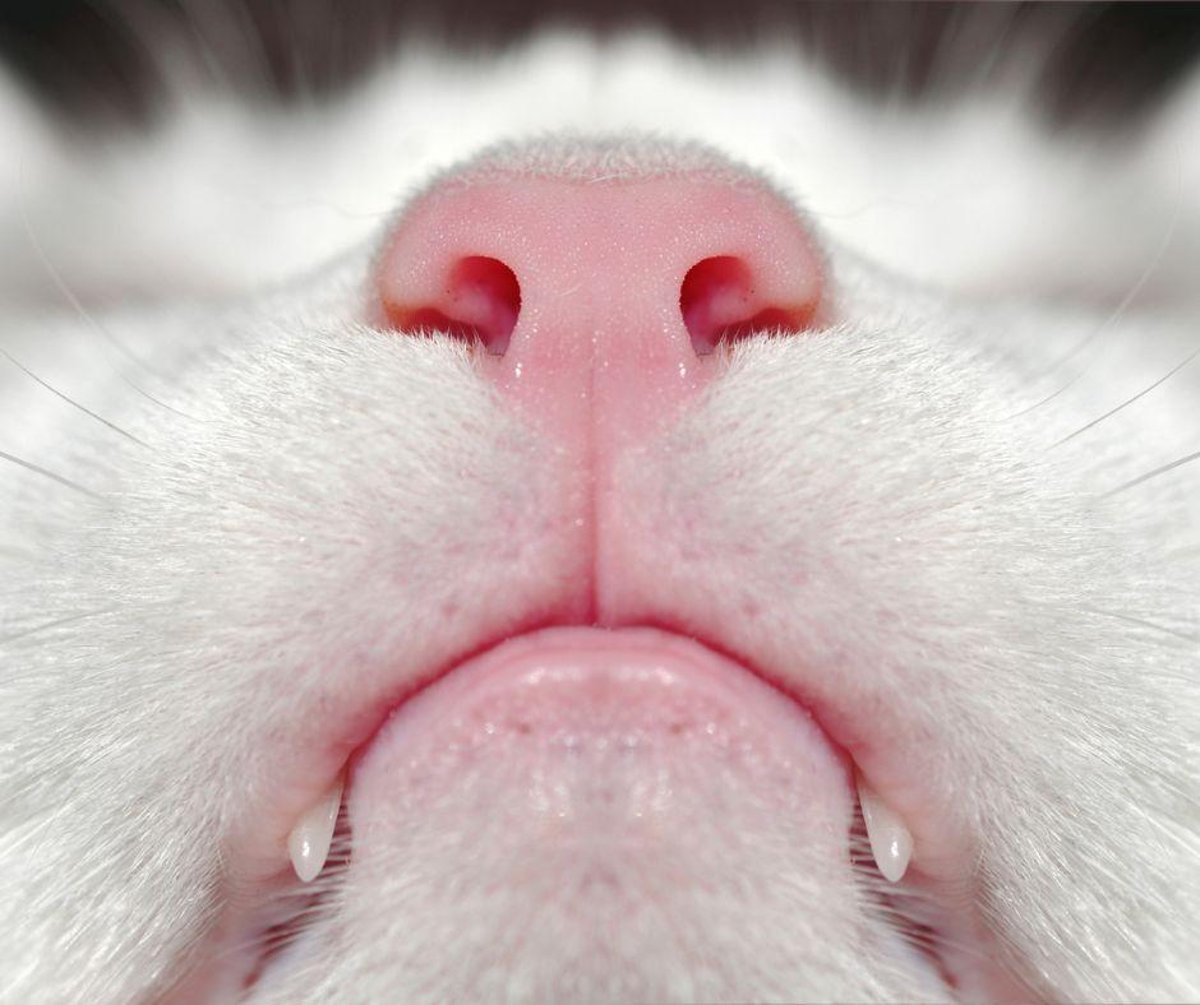 World's Favourite Cat Breed 2023: Here are the 10 most popular and lovely breeds of cat - including the stunning Balinese cat breed | The Scotsman World's Favourite Cat Breed 2023: Here are the 10 most popular and lovely breeds of cat - including the stunning Balinese cat breed | The Scotsman